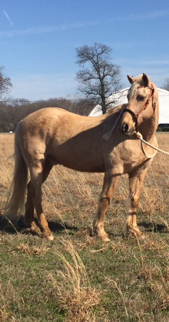 Sponsor a Horse